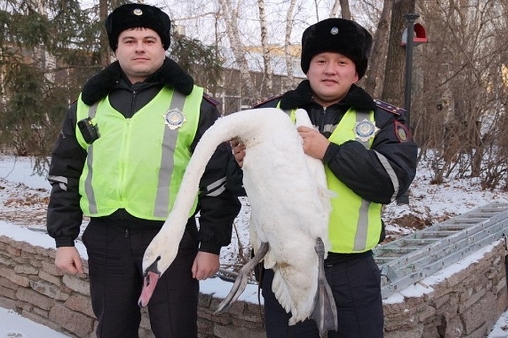 В СКО полицейские спасли раненого лебедя
