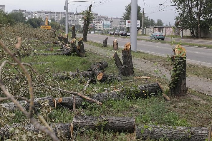 В акимате Алматы разработали новые правила по вырубке деревьев