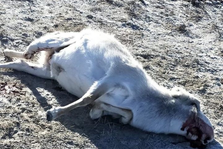 Убивших сайгаков браконьеров задержали в Атырауской области