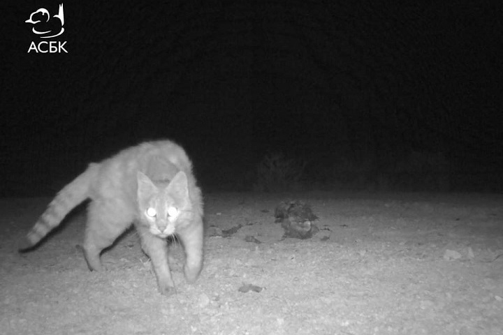 На Устюрте степной кот попал в фотоловушку