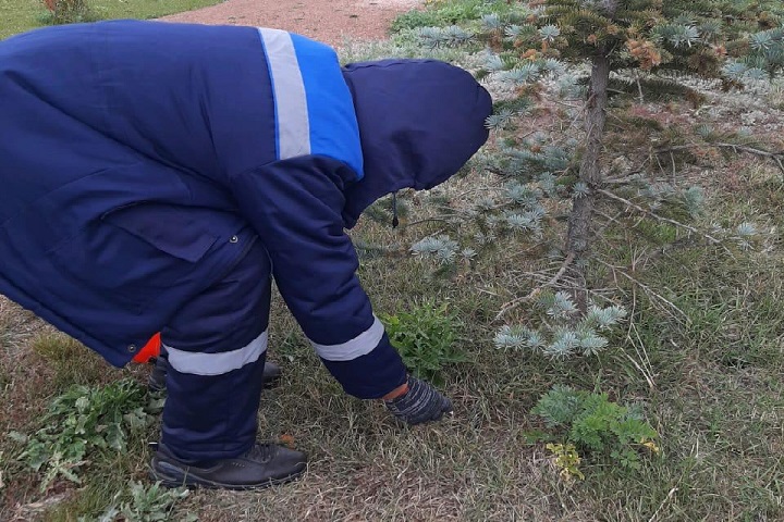Дератизационные работы проводятся в Нур-Султане