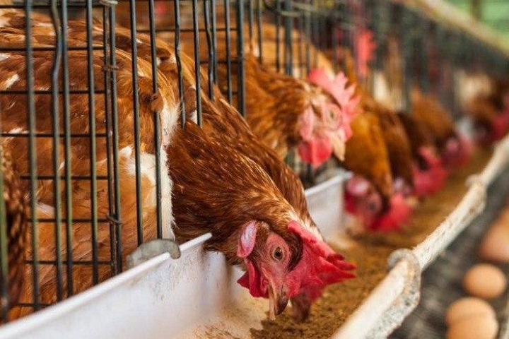 В Алматинской области откроется 3 крупных птицефабрики
