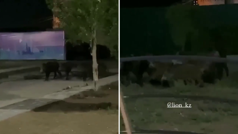 В Нур-Султане заметили стадо кабанов