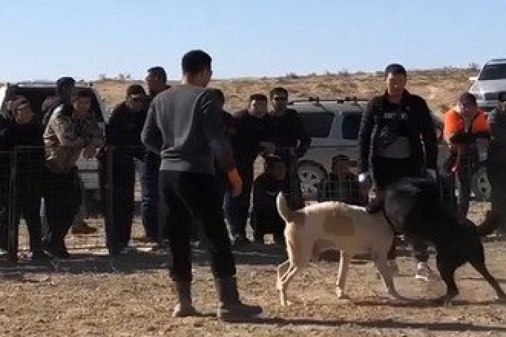 В Мангистауской области ищут организаторов собачьих боев