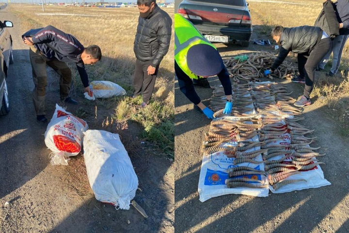 Полицейские в ЗКО изъяли крупную партию сайгачьих рогов