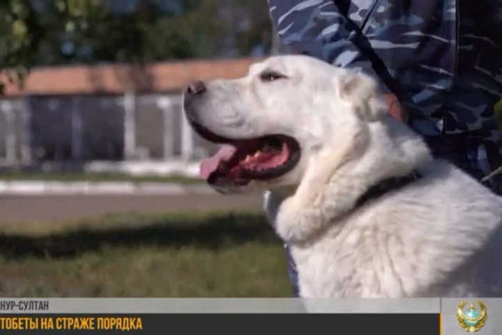 Полицейские Нур-Султана начали использовать новую породу служебных собак