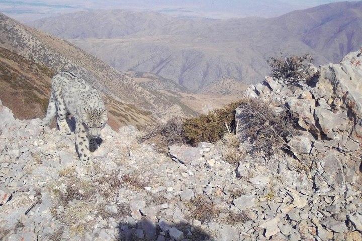 Фотоловушка сделала снимок еще одного снежного барса
