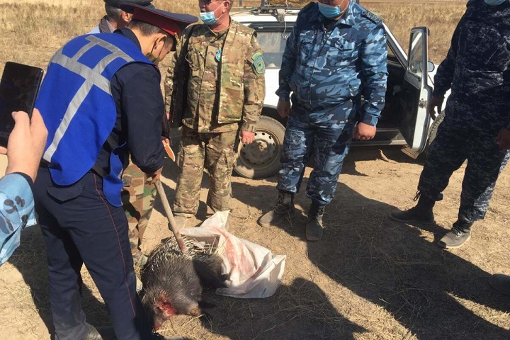 Браконьеры убили индийского дикобраза в Жамбылской области