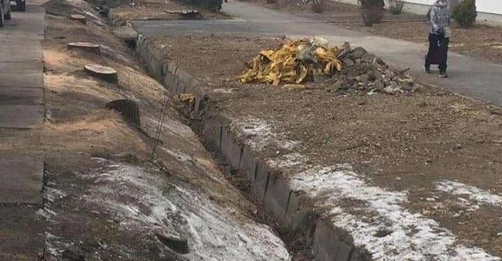 Вырубка деревьев возле Sulpak в Алматы: в компании сделали заявление