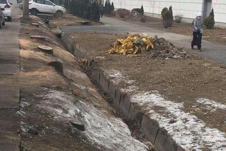 «Вырубили деревья по Толе би». Акимат Алматы проведет проверку