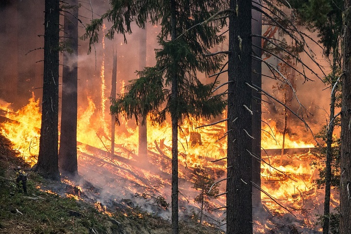 Более 600 лесных пожаров было потушено в Казахстане за 2020 год