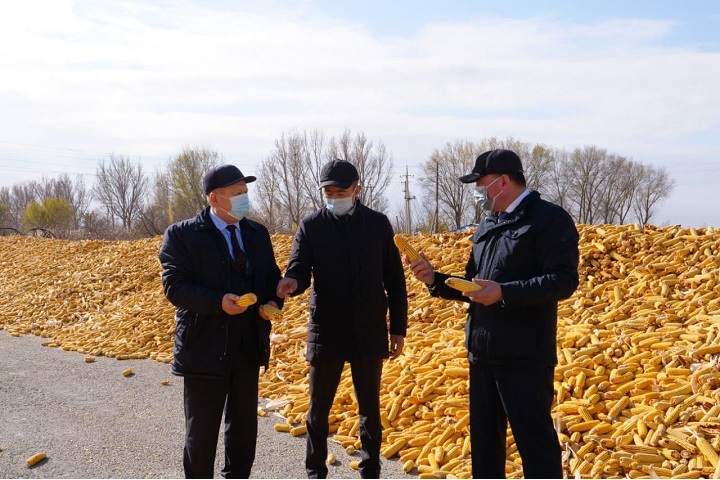 Более 79 тысяч тонн кукурузы собрали аграрии Уйгурского района