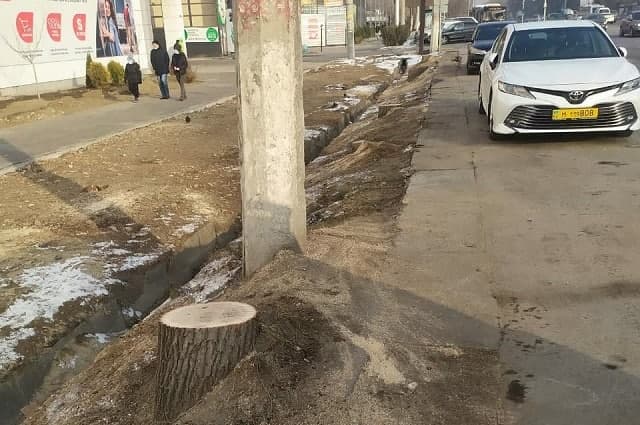 Акимат: деревья в Алматы вырубили подрядчики Sulpak