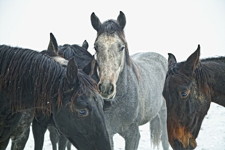 Лошади. Optimism.kz