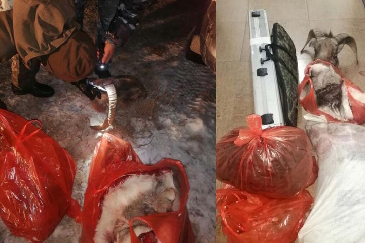 В Жамбылской области браконьеры охотились на архара