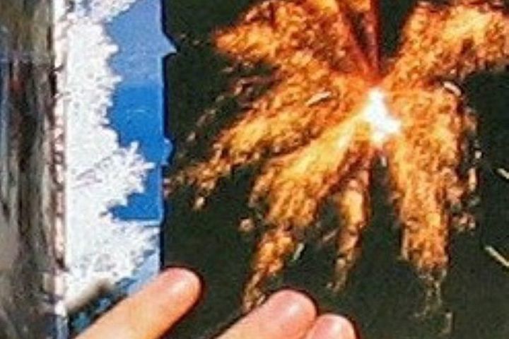 Мужчина насмерть подорвался на самодельной петарде в Тимирязевском парке Москвы — Financial Times