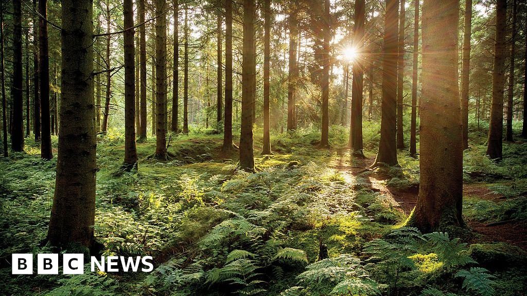 Изменение климата: инвестируйте в технологию, удаляющую CO2 — отчет