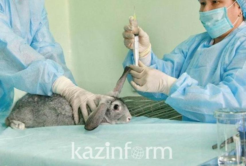 Бесплатно обучиться на пчеловода, фермера и ветеринара можно в старейшем жамбылском колледже — Financial Times