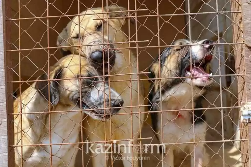 Более 200 человек обратились за медпомощью после укусов животных в СКО