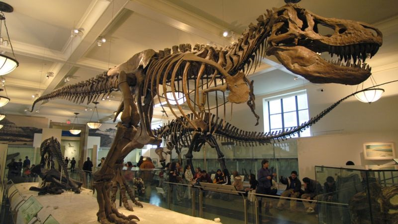 Cкелет динозавра Tirannosaurus Rex выставили на торги в Швейцарии