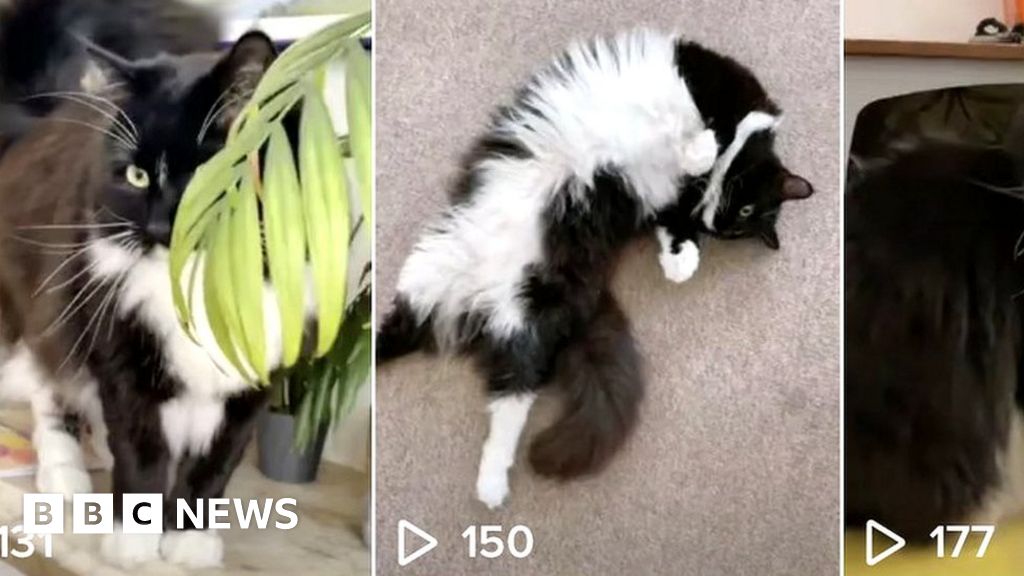 TikTok отследил британскую журналистку через аккаунт ее кошки