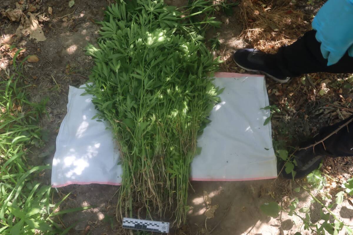 Более 1350 кустов конопли изъяли полицейские у двух братьев в Туркестанской области