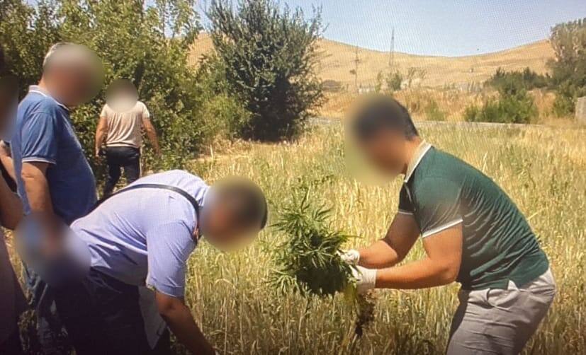 Подозреваемого в наркопосеве задержали в Туркестанской области