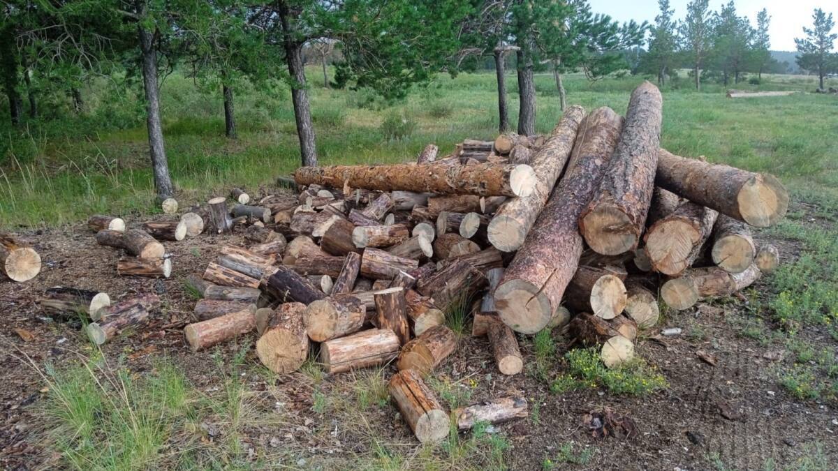 В незаконной порубке деревьев подозревается акмолинец
