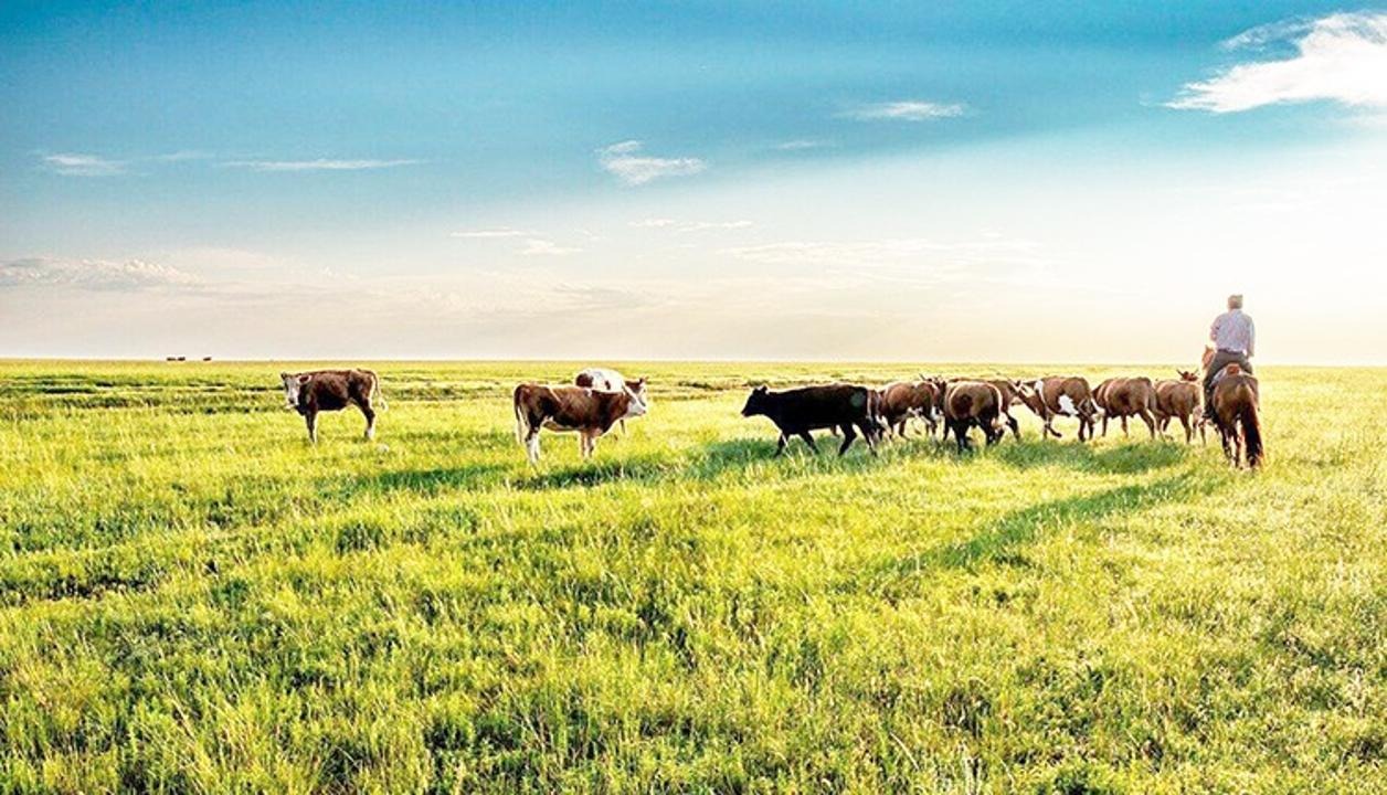 В Жамбылской области  снизилась потребность в пастбищах