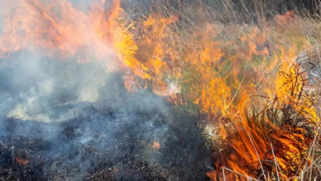 Огнеборцы бросили силы на тушение пожара в Баянаульском степи