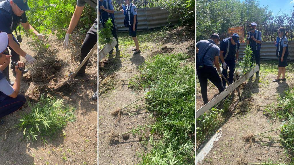 Восемь кустов конопли изъяли у жителя ЗКО