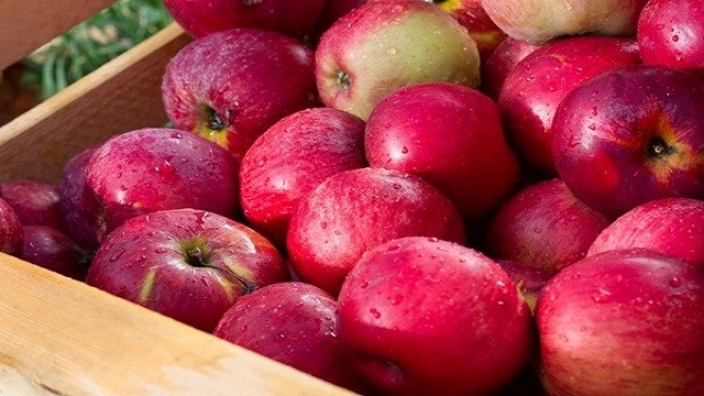 150 тонн яблок привезут на фестиваль Apple Fest фермеры Алматинской области
