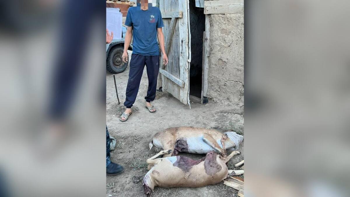 Туши сайги изъяли у жителя Актюбинской области