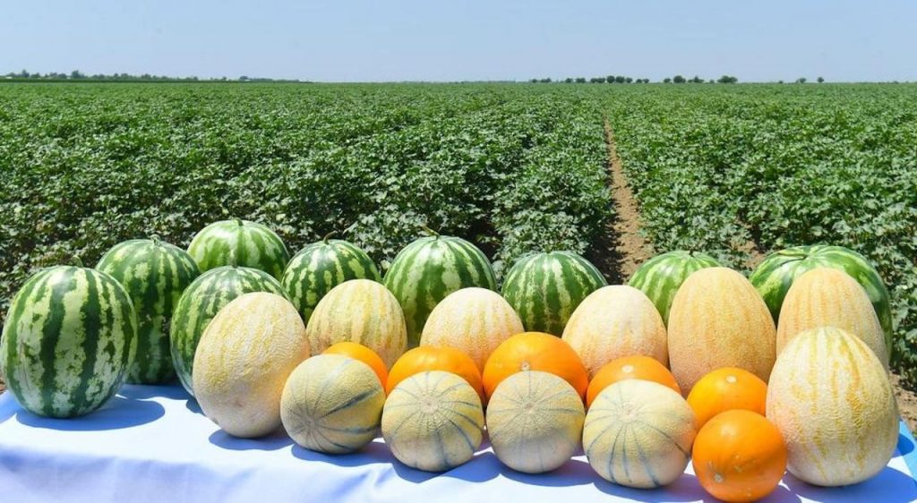 В Туркестанской области  собрано 3 млн тонн овощей и садовой продукции