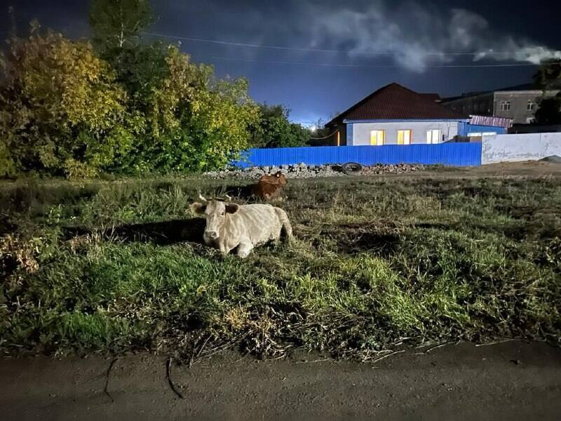 96 владельцев бесхозного скота наказали в одном из районов Павлодарской области