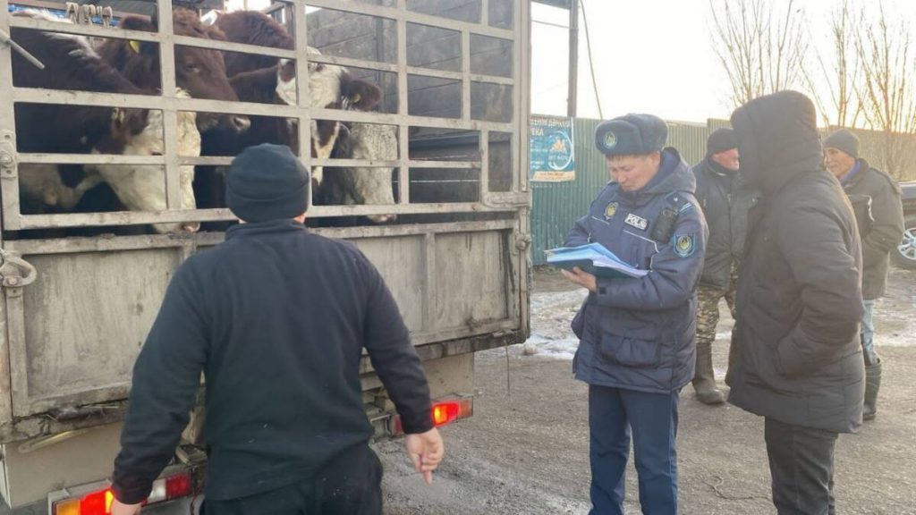 Полицейские задержали мужчину, похитившего племенных коров в Актюбинской области