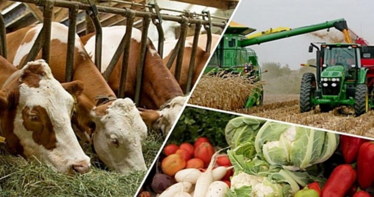 В 2023 году в Северном Казахстане произведено продукции на 775 млрд тенге