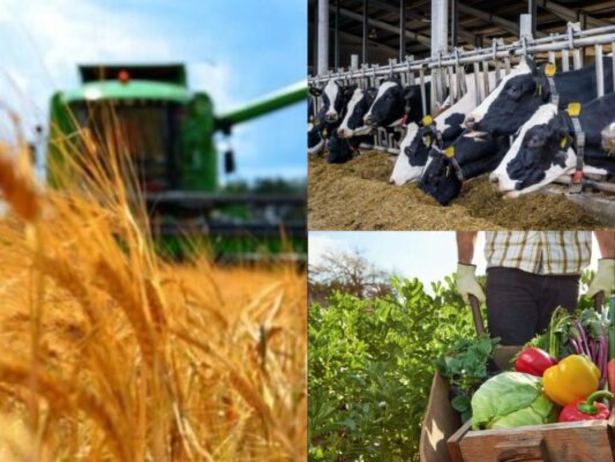 Увеличить долю переработанной продукции в АПК до 70% – одна ключевых задач в Жамбылской области