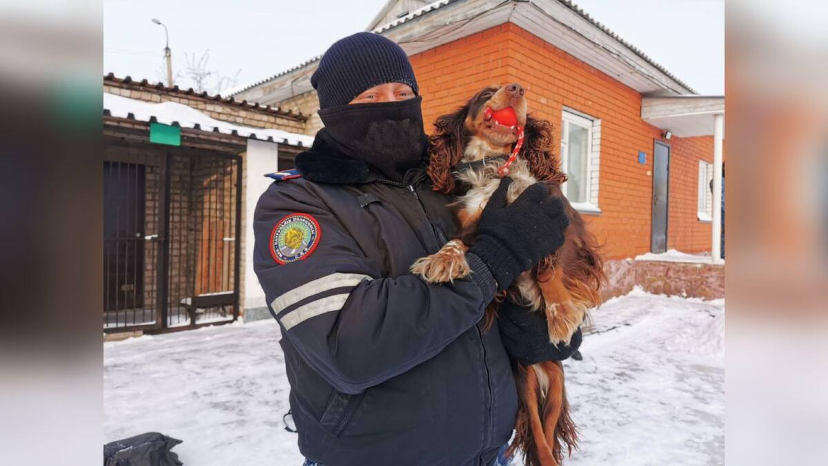 346 преступлений помогли раскрыть за год служебно-розыскные собаки в СКО