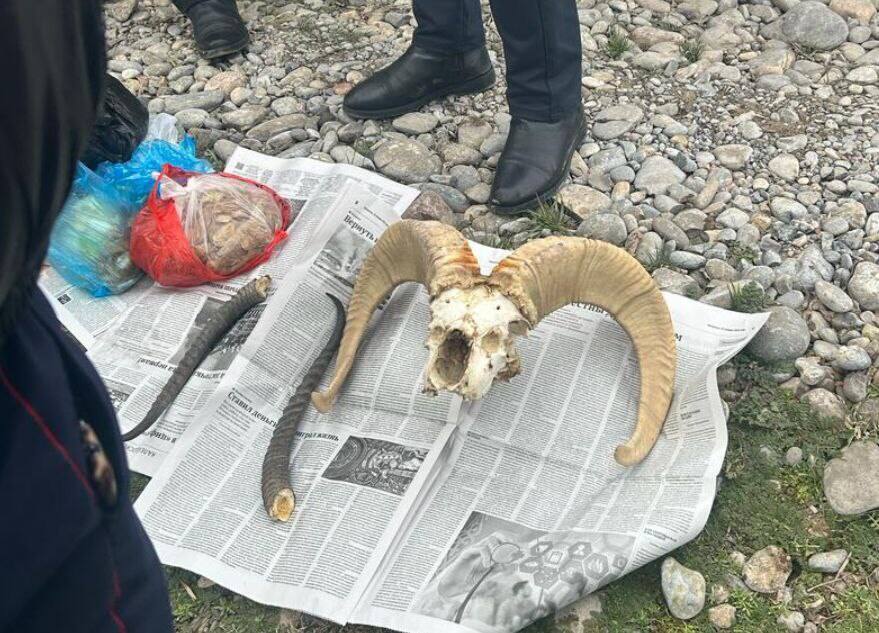 Рога архара и сайгака изъяли полицейские у пассажира авто в Туркестанской области
