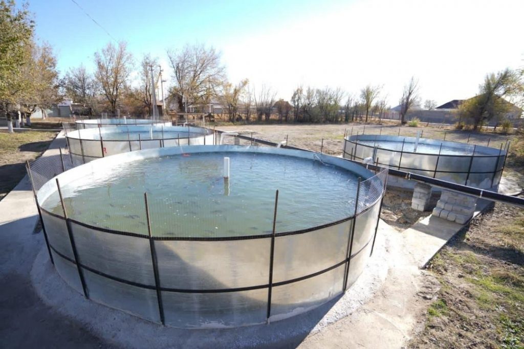 Искусственное рыбоводство: потенциал отрасли в Туркестанской области очень высок
