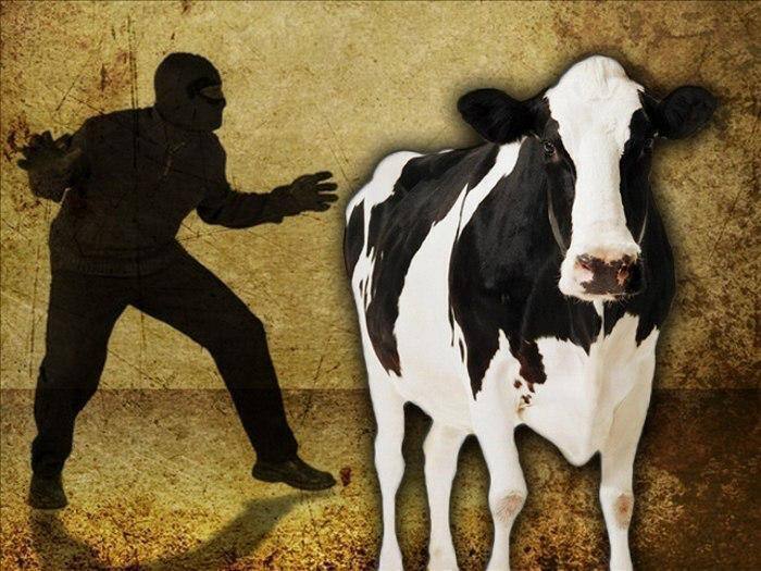 Полицейские нашли похищенный скот жителя Туркестанской области