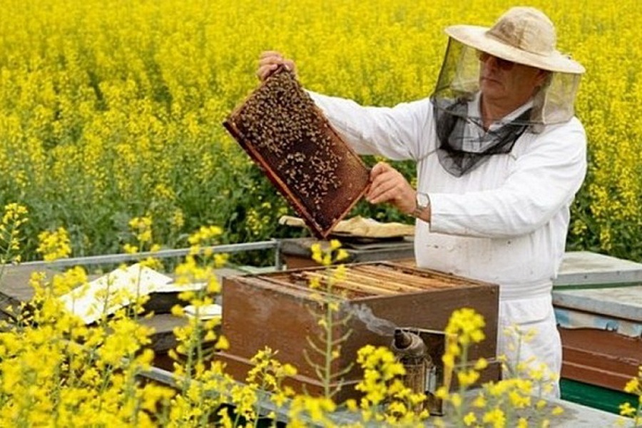 Мажилис обозначил проблему исчезновения пчёл: мнения экспертов