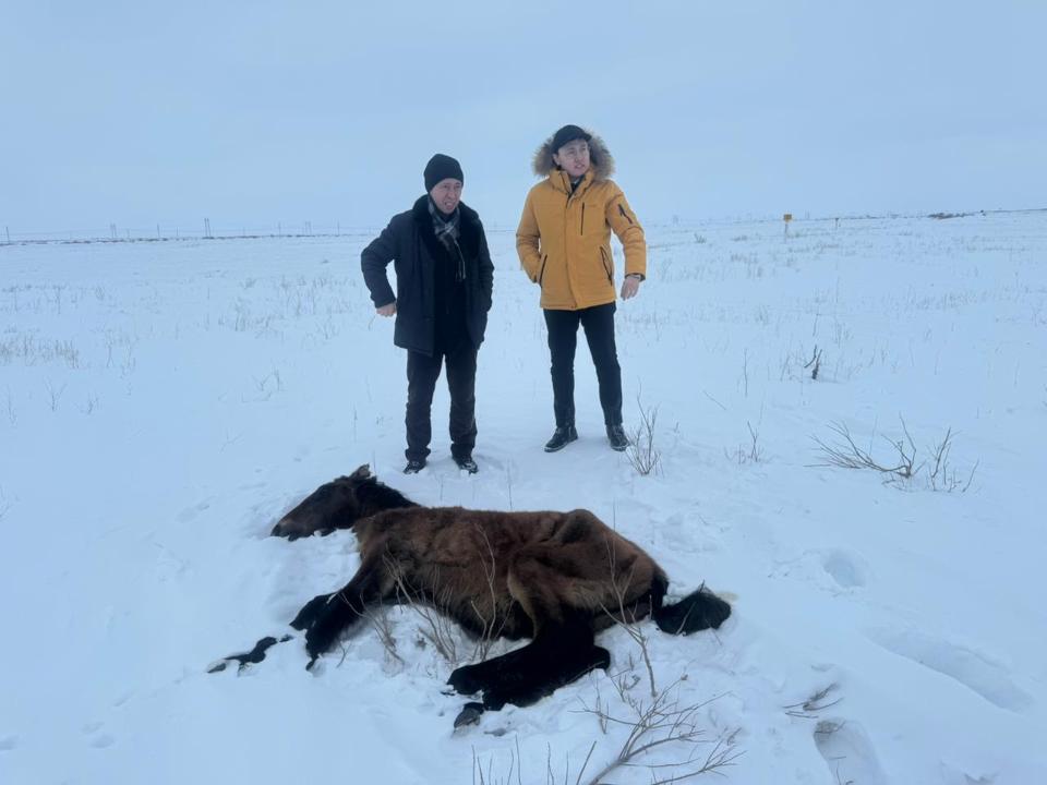 Падеж лошадей в Улытауской области: что установлено специалистами