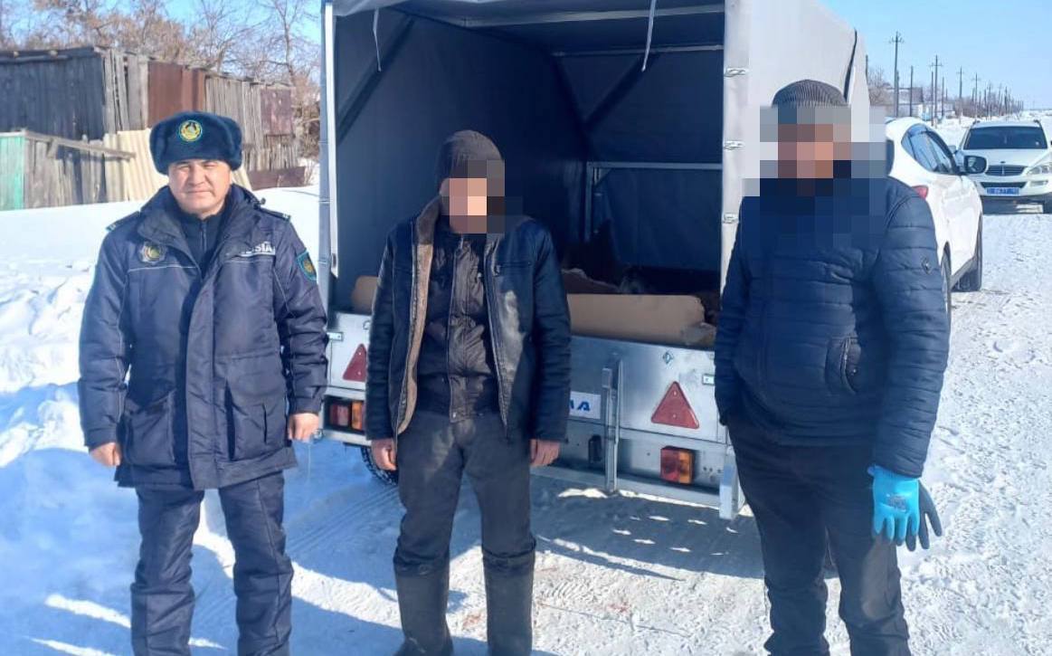 Сельский участковый оперативно раскрыл скотокрадство в Костанайской области