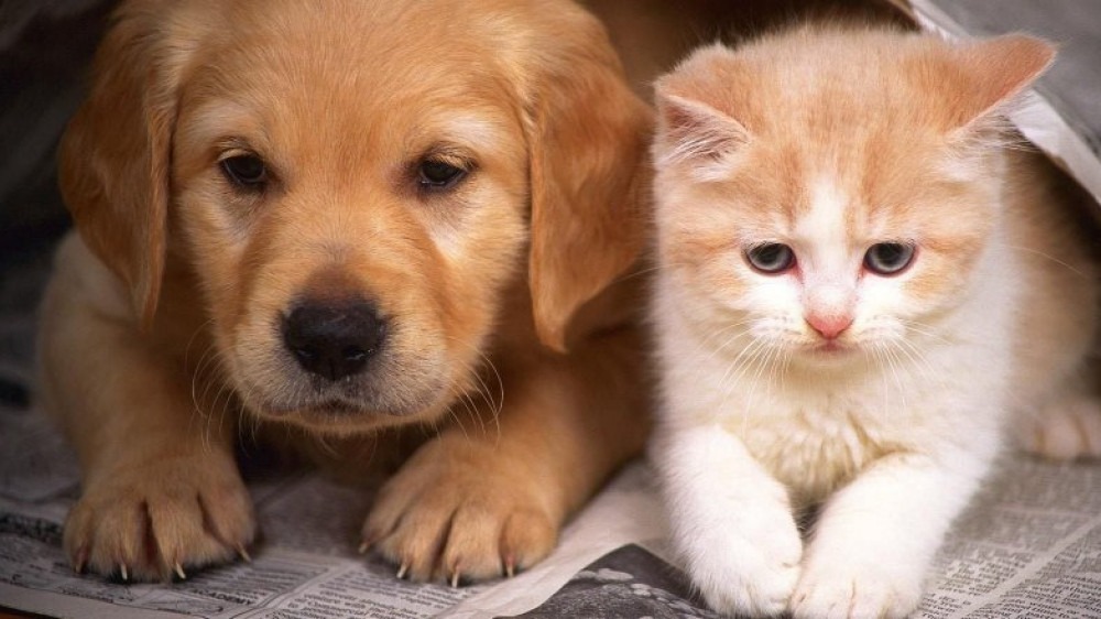  Бесплатная вакцинация домашних питомцев стартовала в Астане