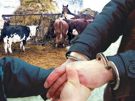 За скотокрадство осудили двух жителей Алматинской области