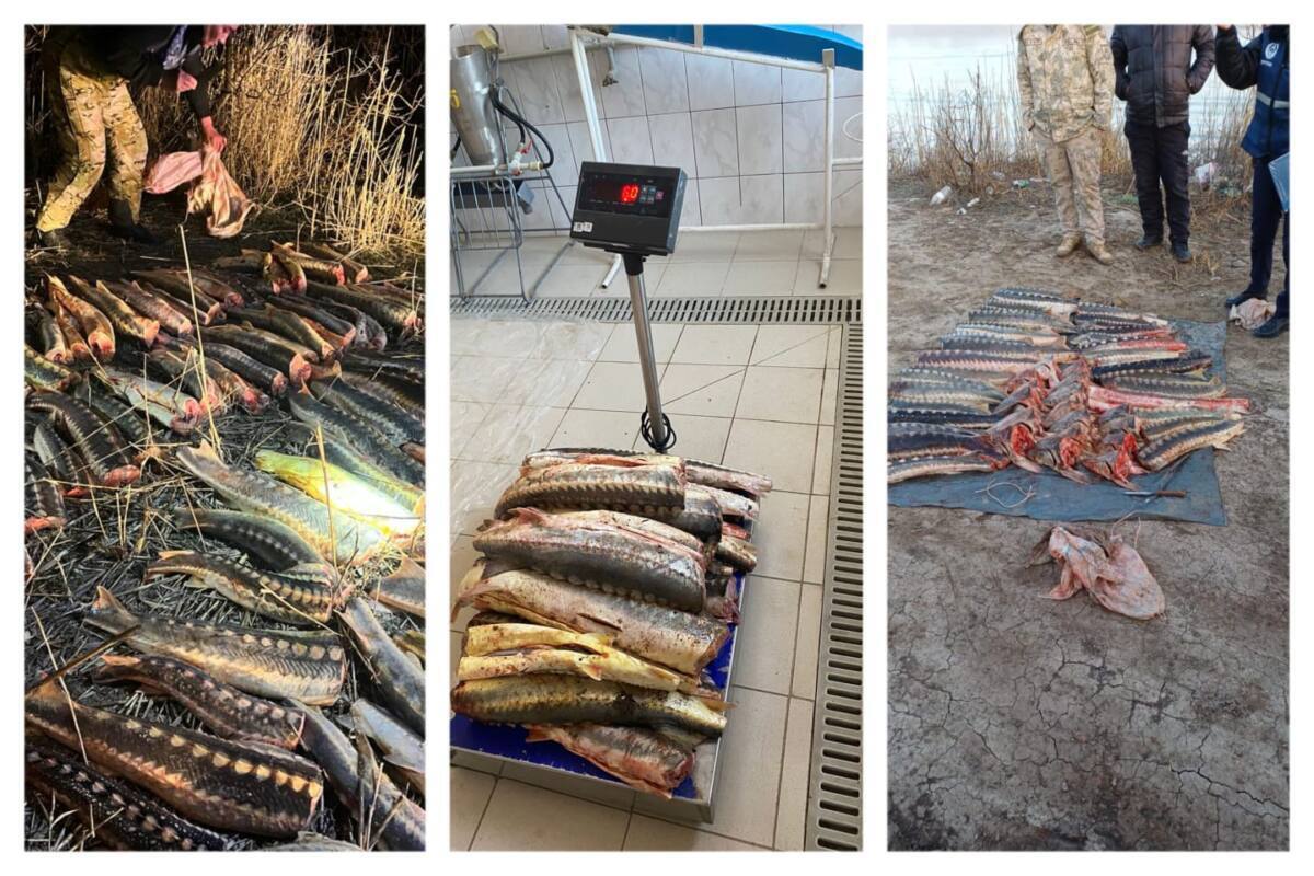 На территории Урало-Каспийского бассейна проводится акция “Бекіре”