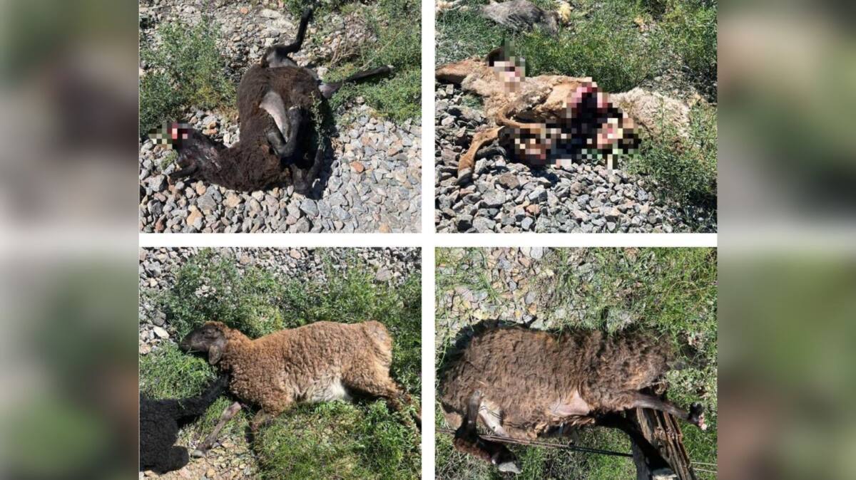 11 голов мелкого рогатого скота попали под грузовой поезд в Кызылординской области