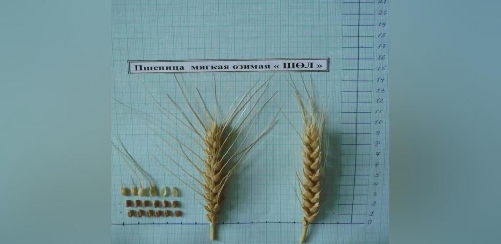Казахстан представил морозоустойчивую озимую пшеницу «Шөл»